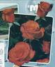 Rusticana ® rose photo