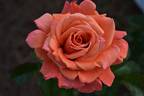 Apricot Princess rose photo