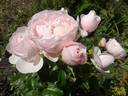 Hans Gönewein Rose rose photo