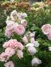 Hans Gönewein Rose rose photo
