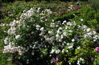 Madame d'Arbley rose photo