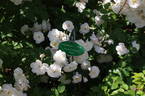 Madame d'Arbley rose photo