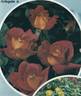 Decor Arlequin rose photo