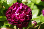 La Négresse - in commerce as rose photo