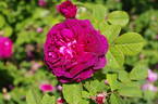 Velours Pourpre rose photo