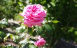 George IV rose photo