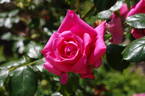 George IV rose photo