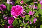 Anaïs Ségalas rose photo