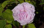 Rosea Centfeuilles rose photo