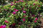 Louis Philippe rose photo