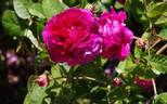 Louis Philippe rose photo