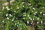 Rose de Meaux White rose photo