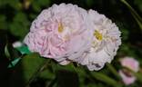 Rose de Meaux White rose photo