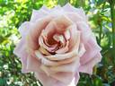 Marion Ross rose photo