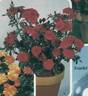 Scarlet Gem ® rose photo