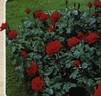 Hidalgo® rose photo