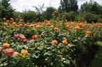 Pensioner's Voice rose photo