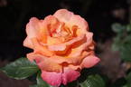 Pensioner's Voice rose photo