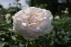 Royal Philharmonic rose photo