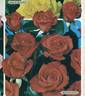 Rusticana ® rose photo