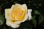 Poetry in Motion rose photo