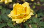 Lion's International rose photo