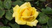 Lion's International rose photo