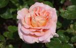 King's Macc rose photo