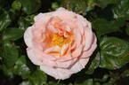 King's Macc rose photo