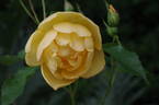 Buttercup rose photo