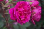 Tam O'Shanter rose photo