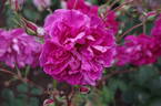 Tam O'Shanter rose photo