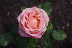 Lovely Lady rose photo
