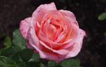 Lovely Lady rose photo