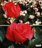 Châtelaine de Lullier rose photo