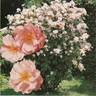 Clair Matin rose photo
