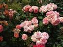 Mary Ann rose photo