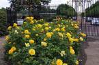 Phab Gold Rose rose photo