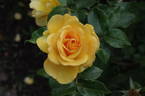 Phab Gold Rose rose photo