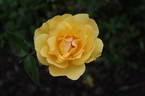 Phab Gold Rose rose photo
