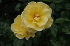 Phab Gold Rose rose photo