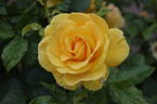 Phab Gold Rose rose photo