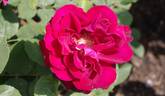 Deep Secret rose photo