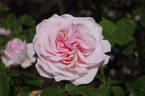 Savoy Hotel rose photo