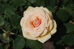 Royal Parks rose photo