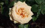 Royal Parks rose photo