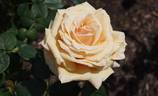 Royal Parks rose photo