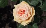Royal Parks rose photo