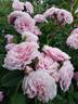 Elodie Gossuin rose photo