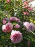 Elodie Gossuin rose photo